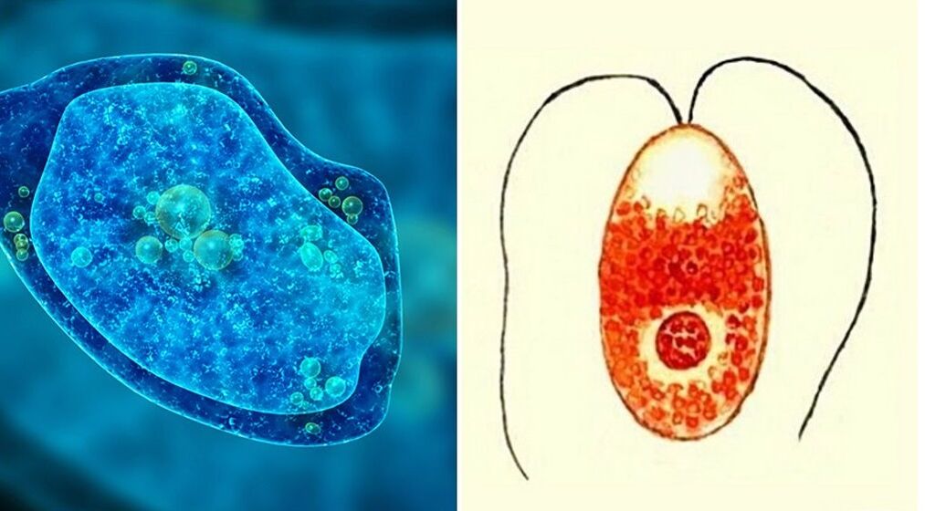 parasit protozoa amoeba disentri jeung plasmodium malaria