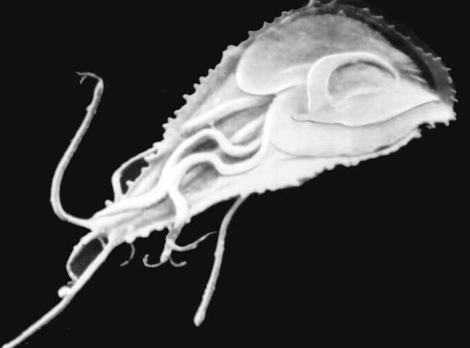 Plasmodium malarial