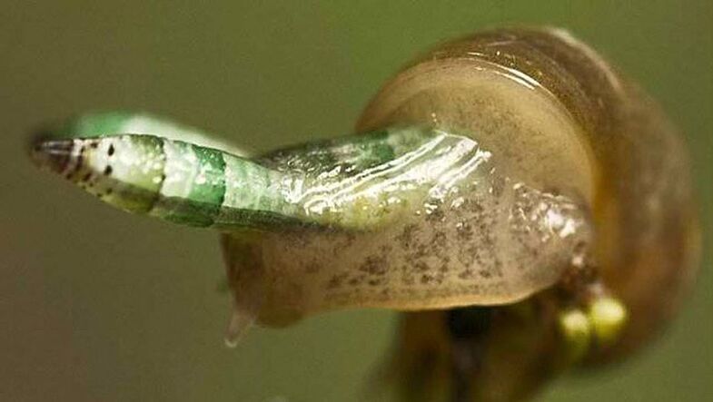 Leukochloridia paradoks