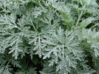 Wormwood ngalawan cacing
